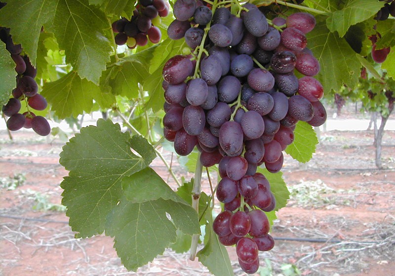 attraction-Introduction to Battambang Grapes.jpg